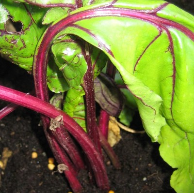 Bild green24 029.jpg