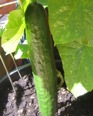 Bild green24 034.jpg