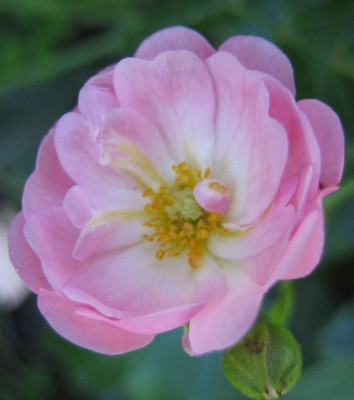 Bild green24 027.jpg