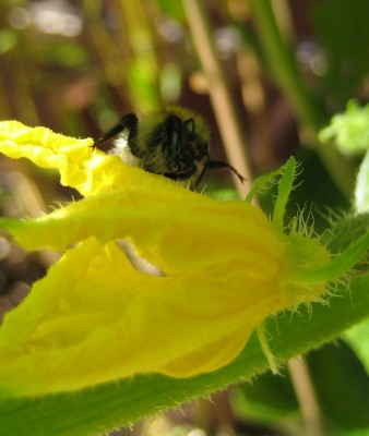 Bild green24 035.jpg