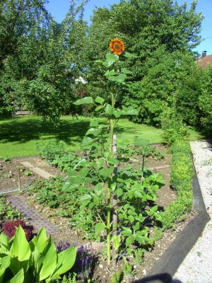 Sonnenblume2176.jpg