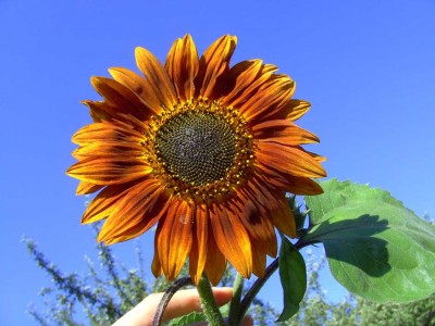 Sonnenblume2175.jpg