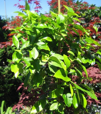 Bild green24 044.jpg