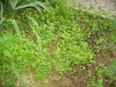 PICT0268.JPG