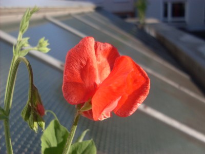 SDC17750.JPG