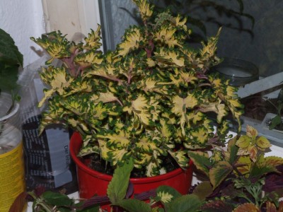 DSCF0171.JPG