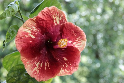 Heartbreak Hotel_2.jpg