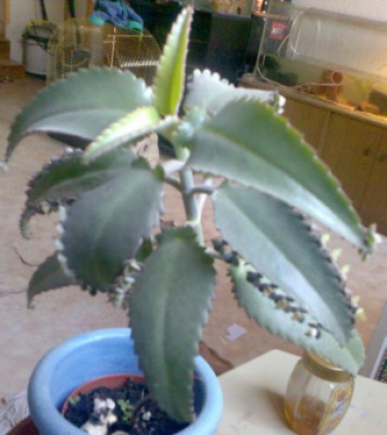 Blume 2.jpg
