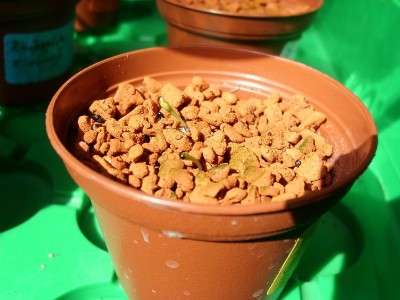 Disocactus aurantiacus.jpg