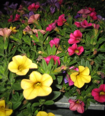 Bild green24 048.jpg