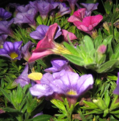 Bild green24 047.jpg