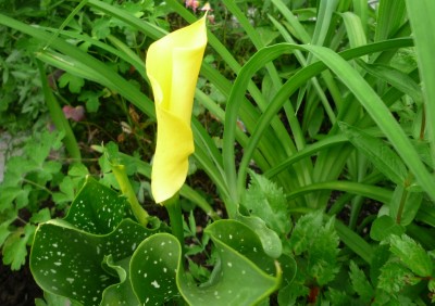 Calla Black Eyed Beauty.JPG