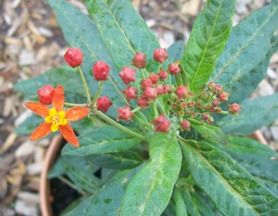 Seidenpflanzen_29.06.2011.jpg