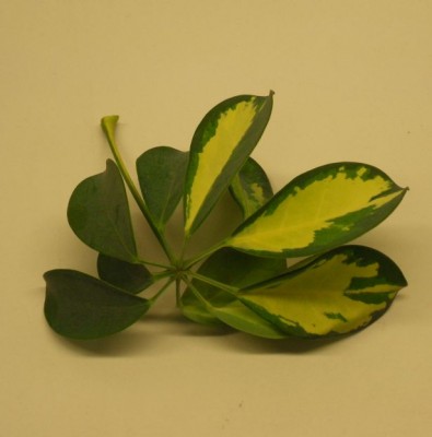 Blatt kein Name.jpg