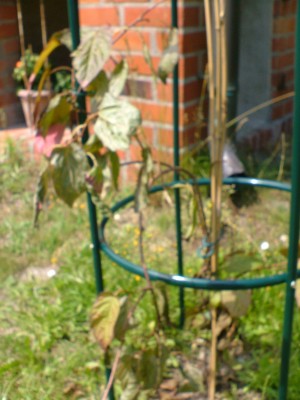 Kiwi03.jpg