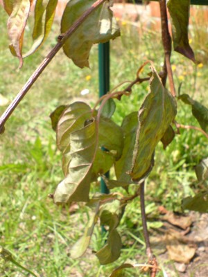 Kiwi01.jpg