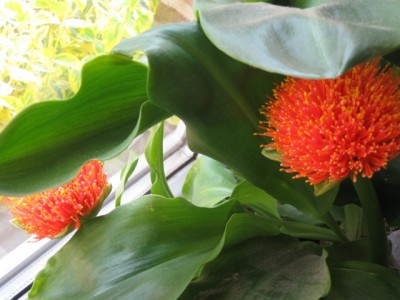 Blume2011 003.jpg