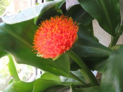 Blume2011 002.jpg