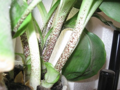 Blume2011 001.jpg