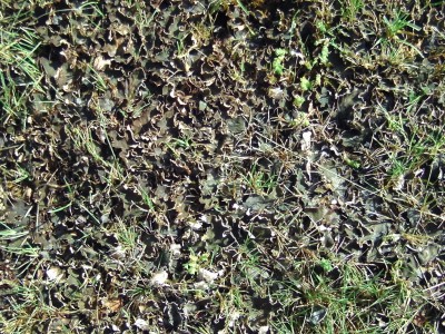 20110630-001 Rasenunkraut.jpg