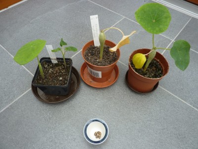 Jatropha.JPG