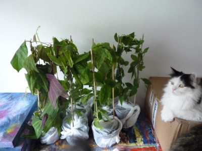 neue passis und mira.jpg