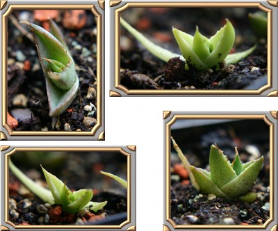 Agave.jpg