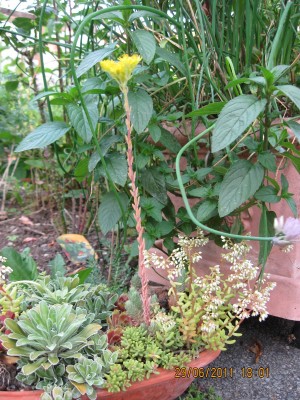 2011_6242.jpg
