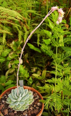 Echeveria elegans 2010-257 (4).jpg