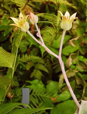 Graptoveria ´Titubans´ 2009-58 (5).jpg