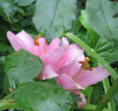 Bild green24 061.jpg