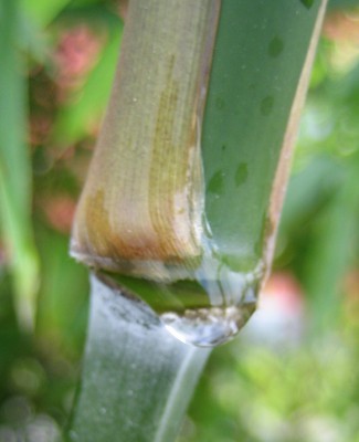 Bild green24 060.jpg