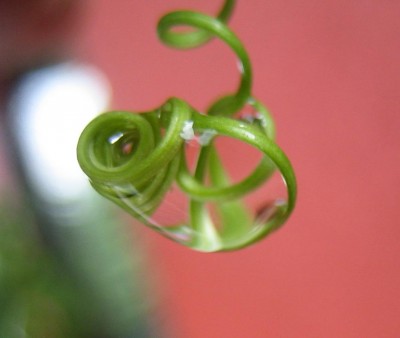 Bild green24 058.jpg