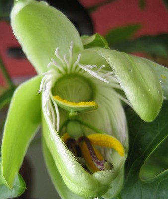 Bild green24 059.jpg