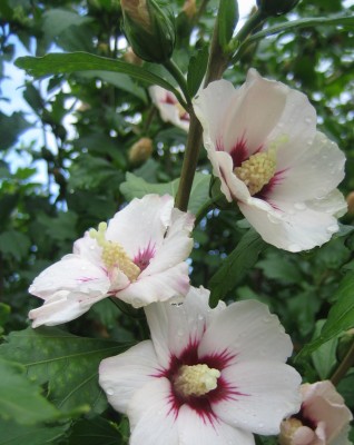 Bild green24 062.jpg