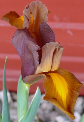 Iris3.jpg