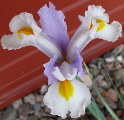 Iris2.jpg