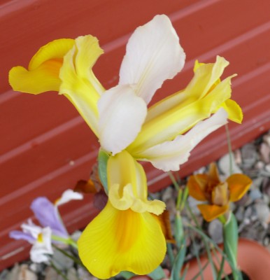 Iris1.jpg