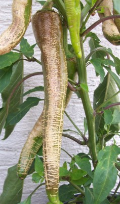 Chili_30.06.2011.jpg