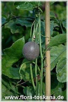 passiflora_edulis_-_frucht_11.jpg