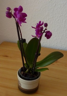 P1000522 (2).jpg