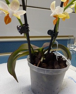 P1000529 (2).jpg