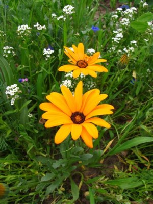 Wiesenblumen (2).JPG