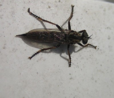 Bild green24 073.jpg