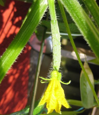 Bild green24 070.jpg