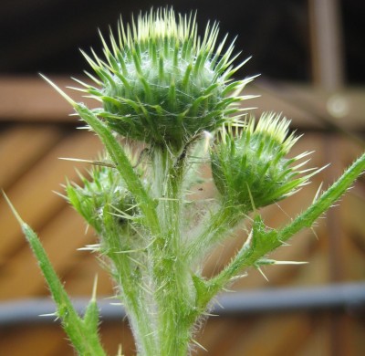 Bild green24 071.jpg