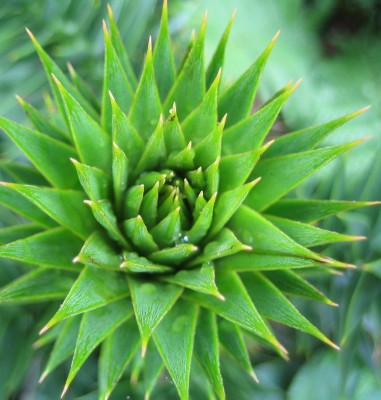 Bild green24 072.jpg