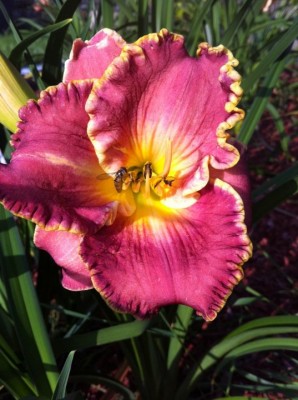 Cranberry Kid X Open my Eyes.jpg