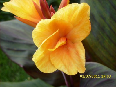 Garten 2011 176.jpg