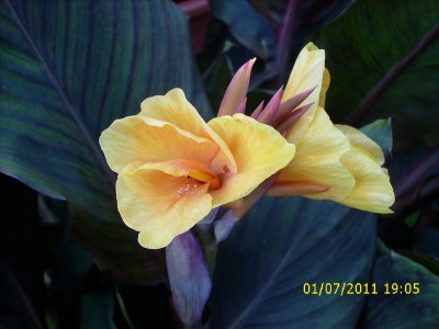 Garten 2011 165.jpg